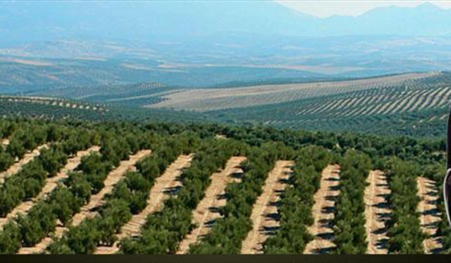 Exportadora Andaluza de Aceites