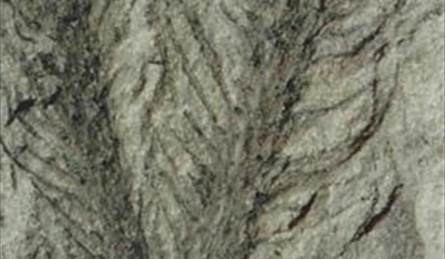 Museo de Paleobotánica