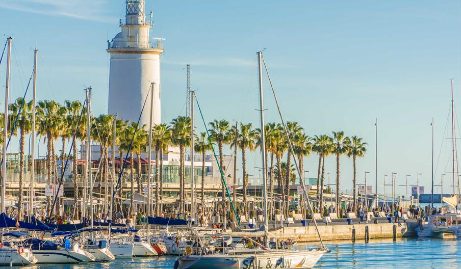 Dolphin Seeker Muelle Uno