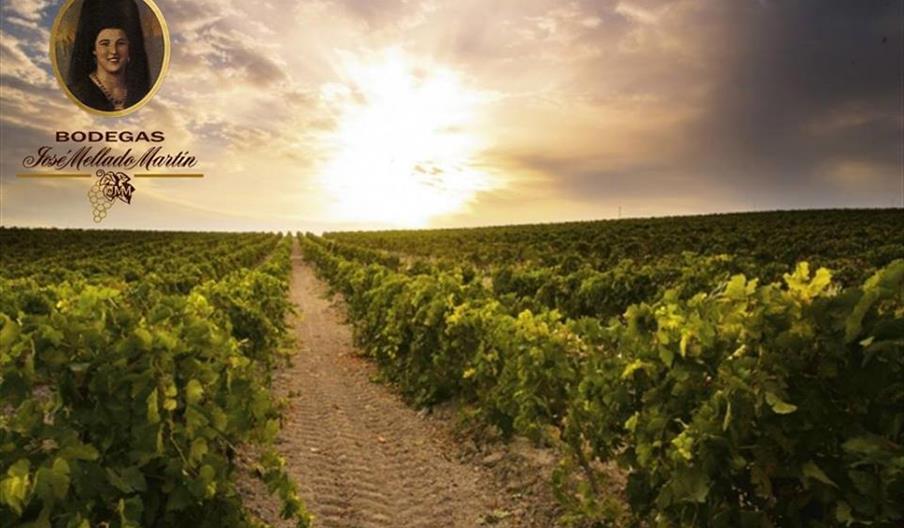 Bodegas José Mellado Martín