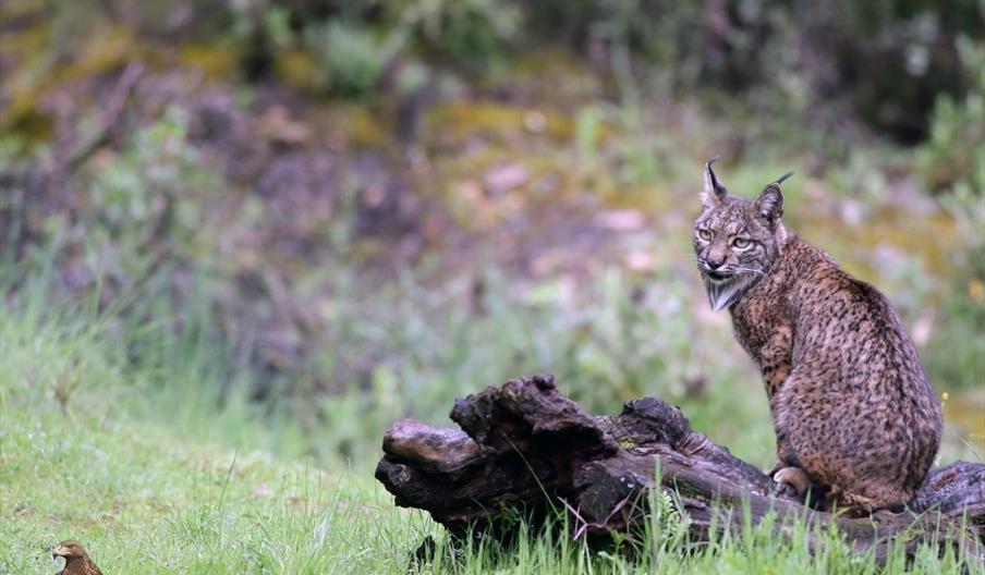 lince ibérico