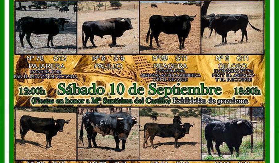 Toros de cuerda en Carcabuey
