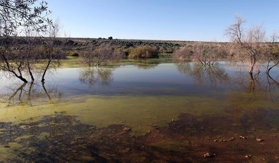 Laguna de los Jarales