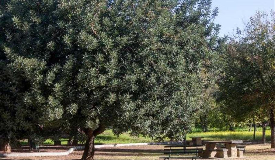 Parque Forestal Torre de la Reina web Turismo Guillena