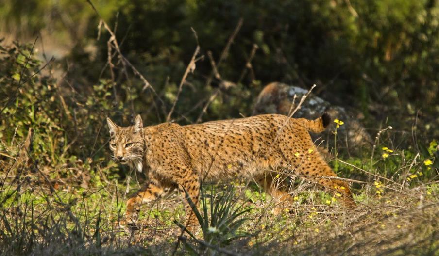 Control de la Cabrera