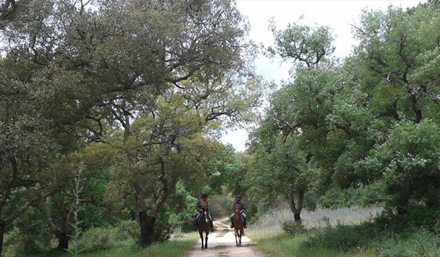 Endurance Equestrian Experience