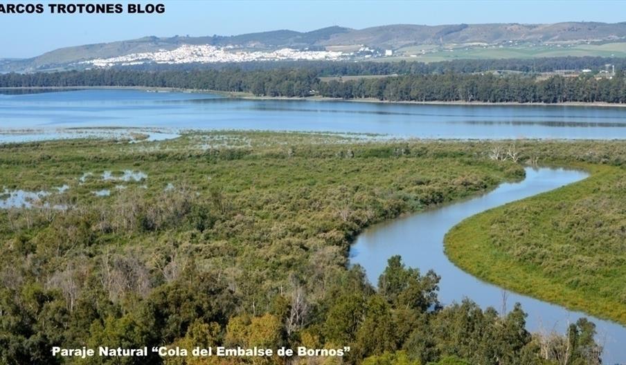 Cola del Embalse de Bornos