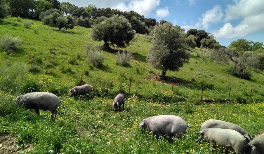 Experiencia cerdo ibérico