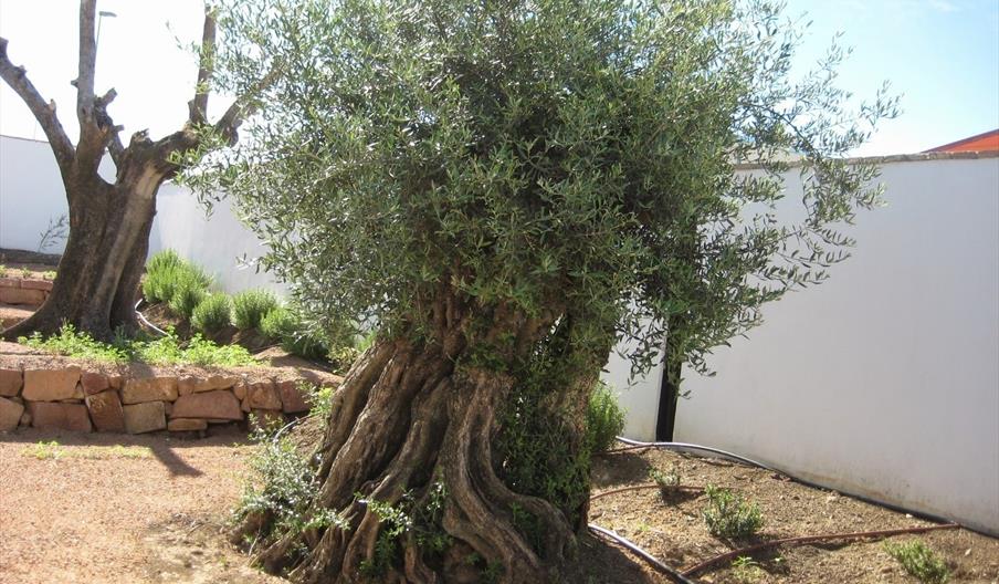 Centro del Olivar de Sierra-Adamuz