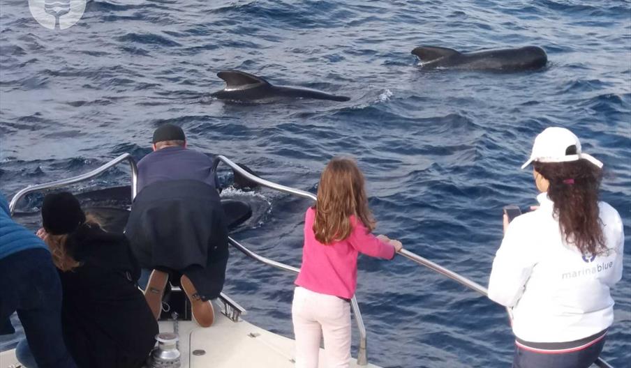 Calderones en proa con niña foto de marina blue