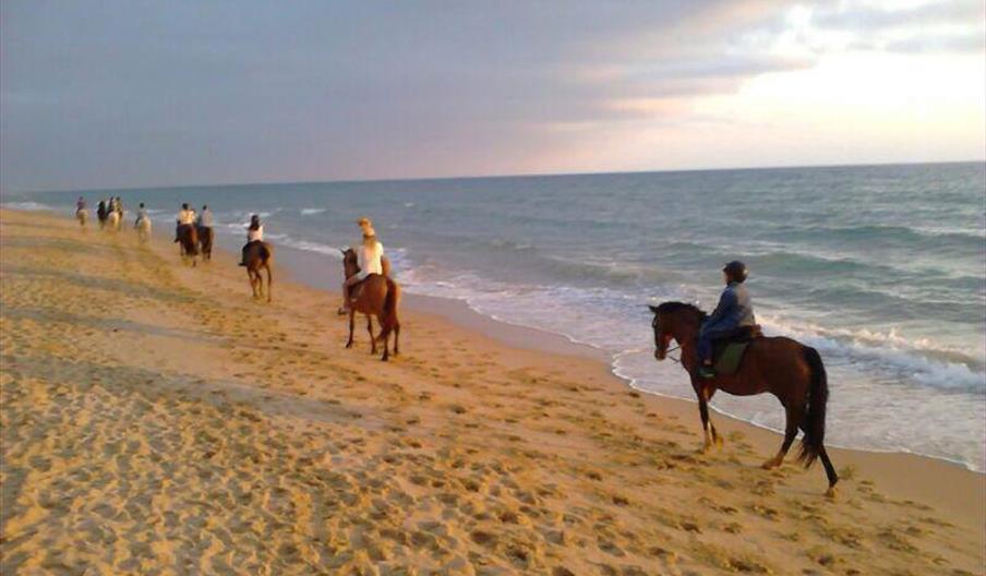 Royal Center Hípica