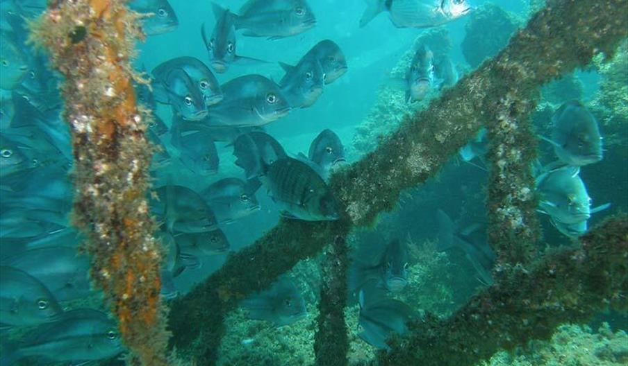 Into The Blue Diving