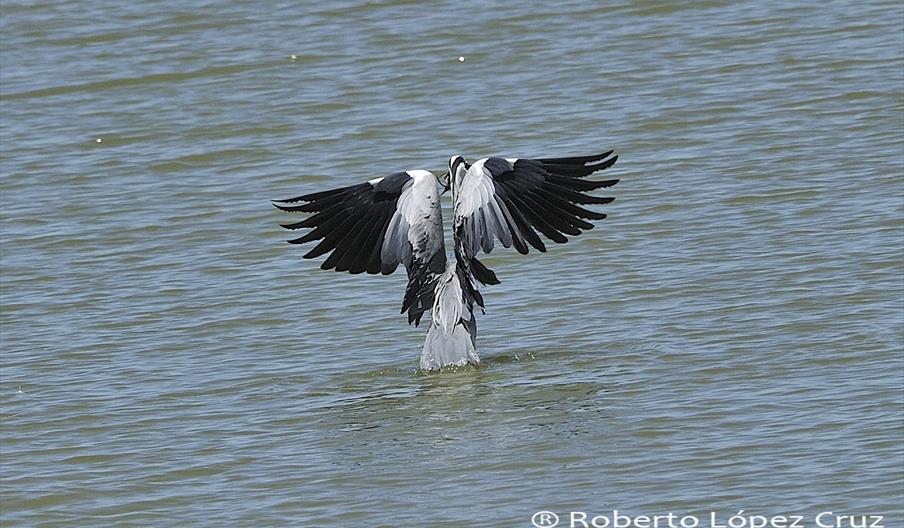 Enfoque Natural Birding Spain