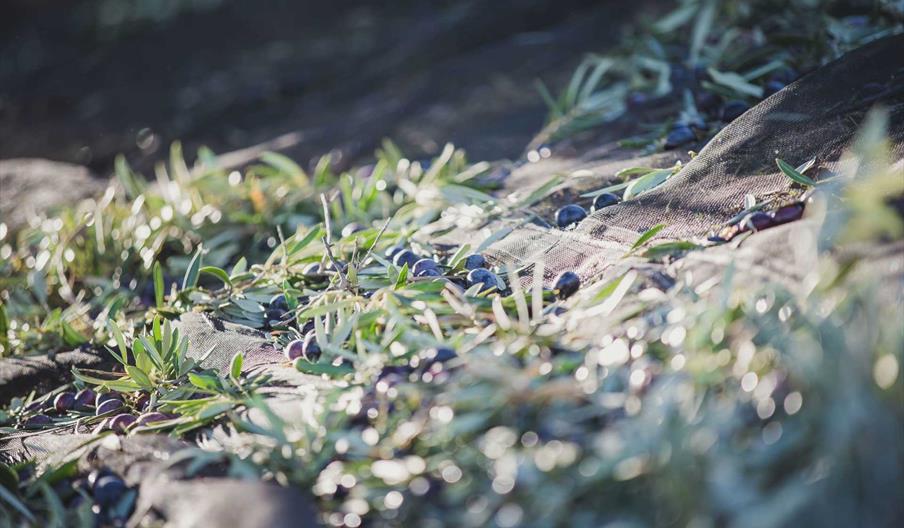 Oleoturismo y olivos milenarios en Granada