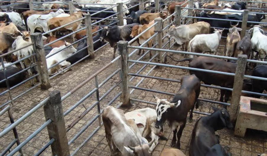 Feria Agrícola y Ganadera de FuenteObejuna