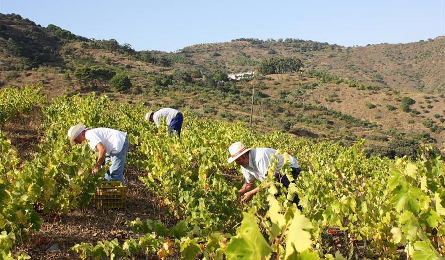 Bodega Antigua Casa de Guardia