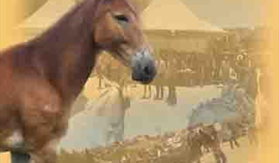 Feria de Ganado en Aguilar de la Frontera