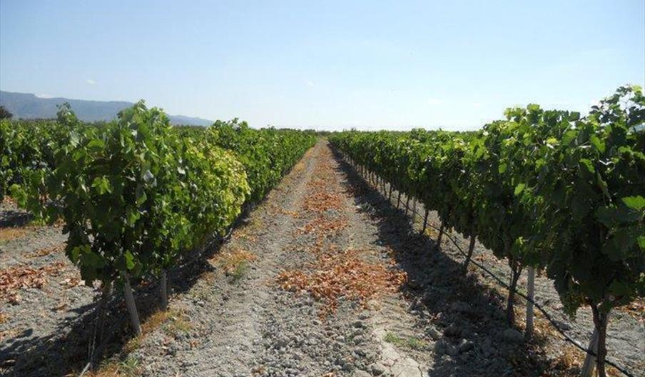 Viñedos y Bodega Viñalmanzora