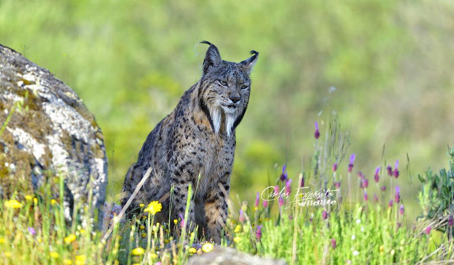 Territorio Lince