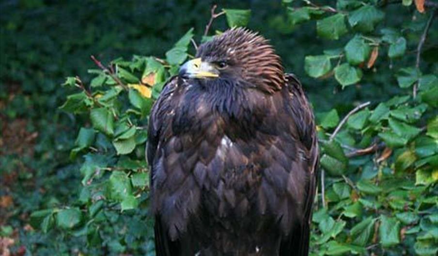 Valle de las Águilas