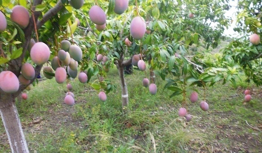 Finca Experimental El Zahorí