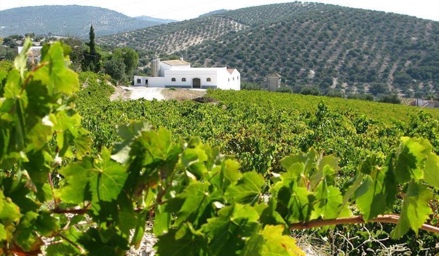 Bodegas Lagar Blanco