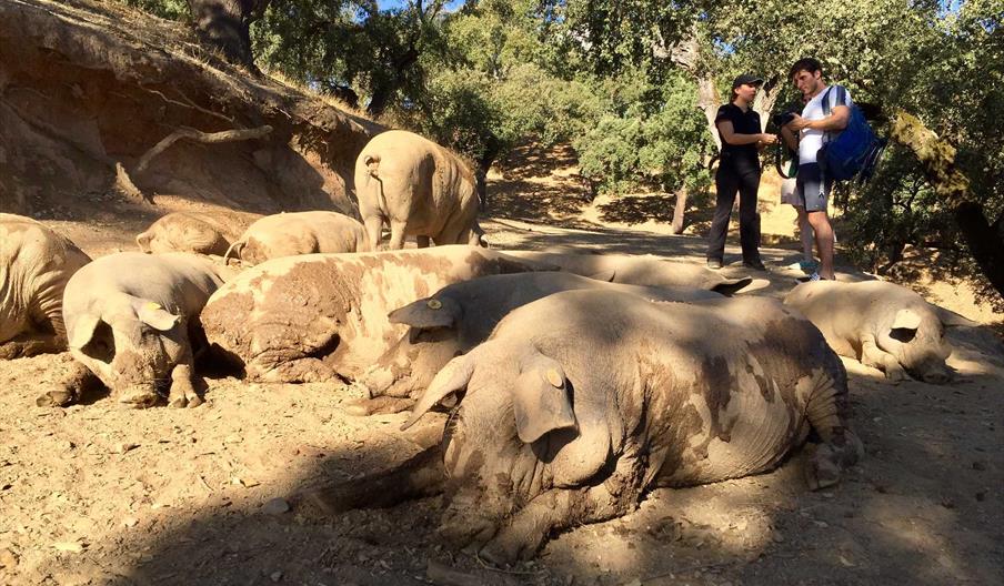 cerdos Ibéricos