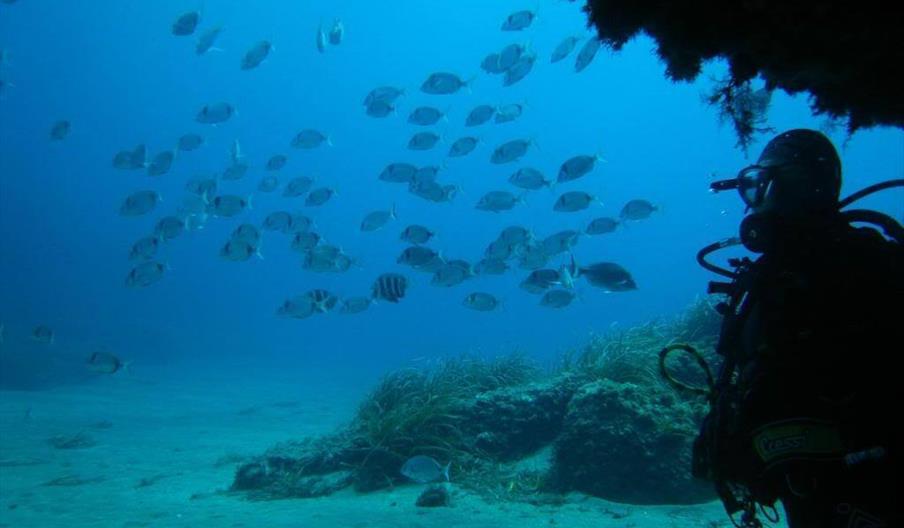 Centro de Buceo Branquias