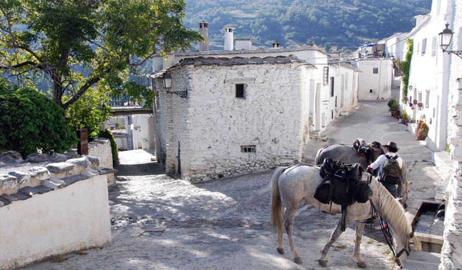 Sierra Trails-Dallas Love