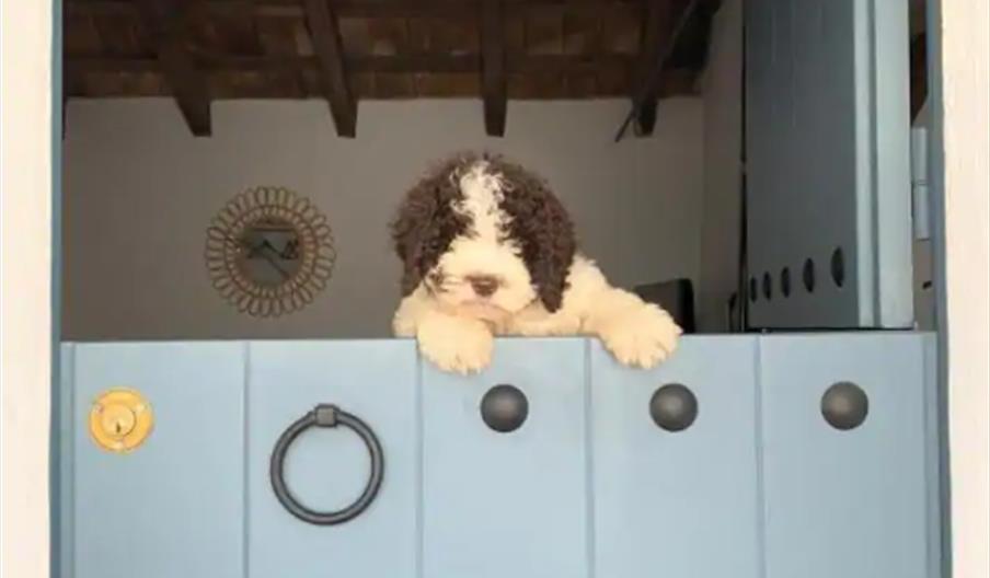 Aceptamos a tu mascota