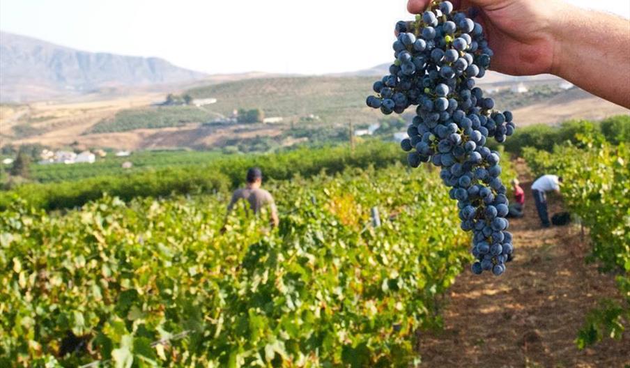 Bodegas Pérez Hidalgo