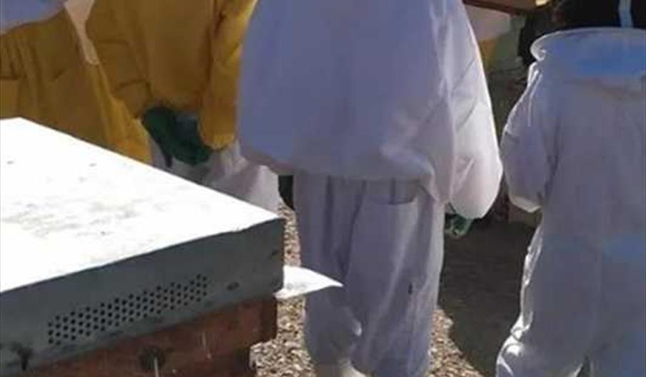 Bee garden apicultura