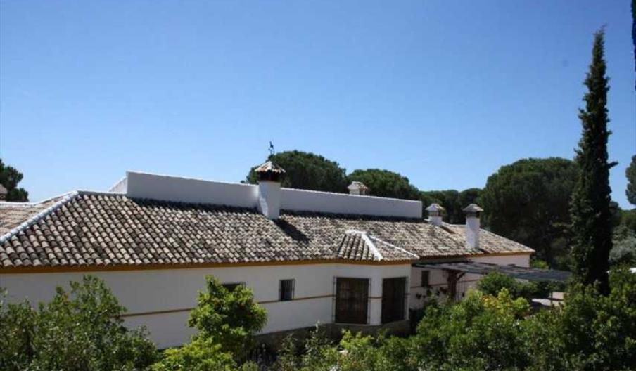 Gato clavo casa principal web