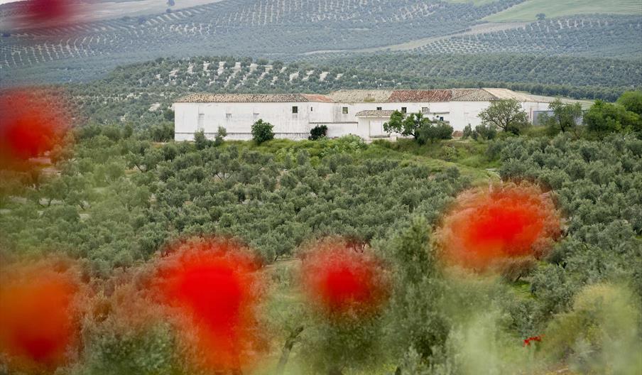 Olivares Nobleza Del Sur