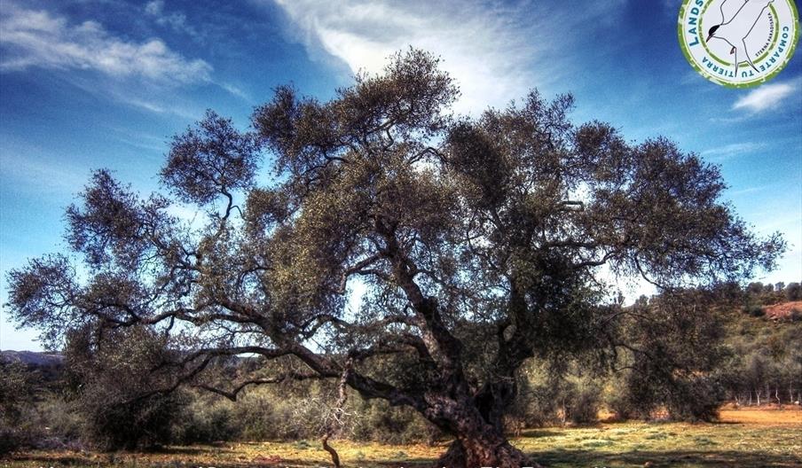 Acebuche del Espinillo
