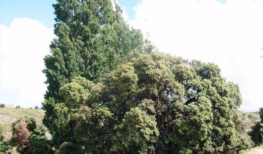 Chopo de El Marchal del Abogado