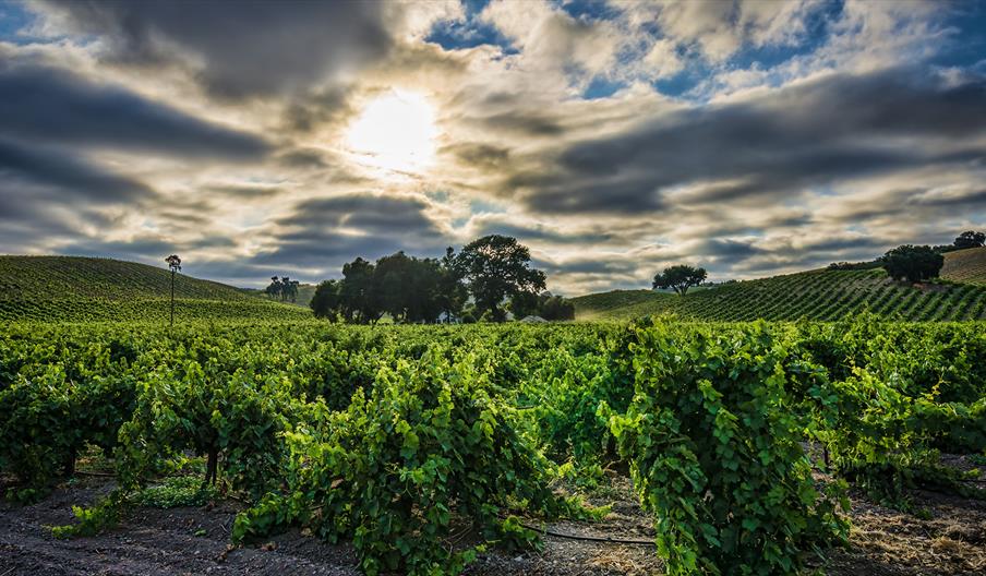 Cooperativa Vitivinícola La Purísima