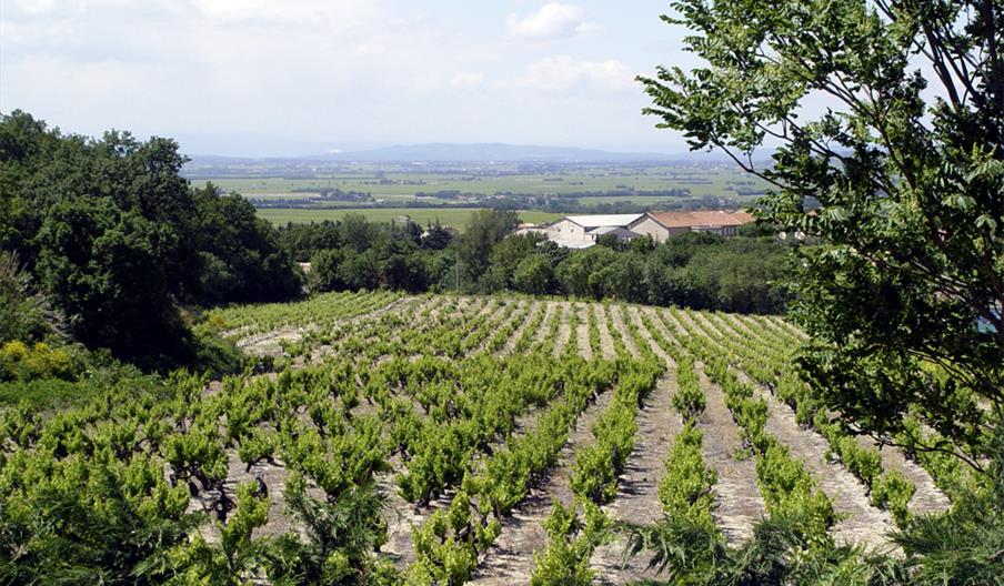 Único Vinagres y Salsas