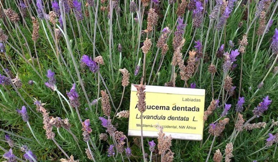 Jardín Botánico Detunda - Cuevas de Nerja