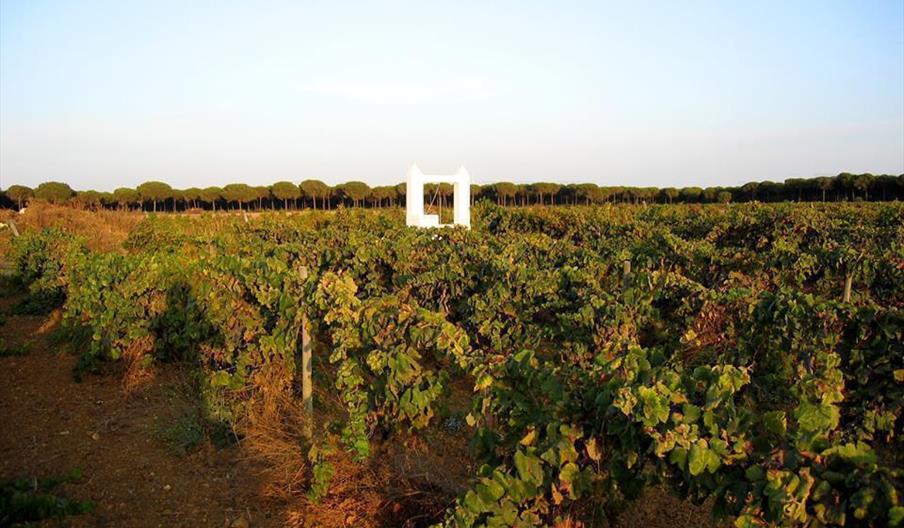 Bodegas Miguel Guerra