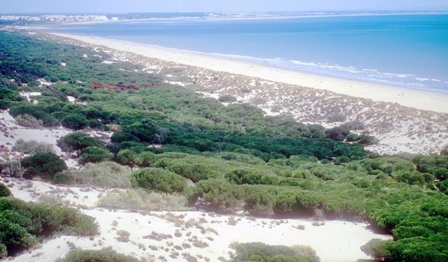 Enebrales de Punta Umbría