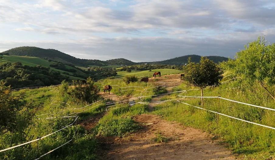 Al-Natoura Paddock Trail