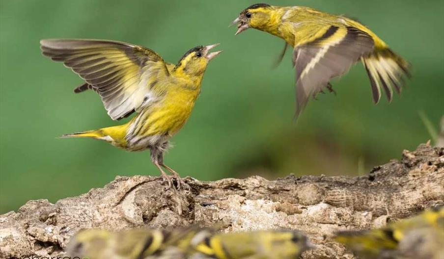hide de fotografía aves Sierra Extreme