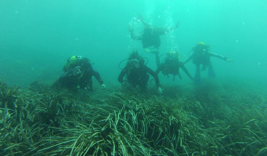 El Cortijo Subacuático