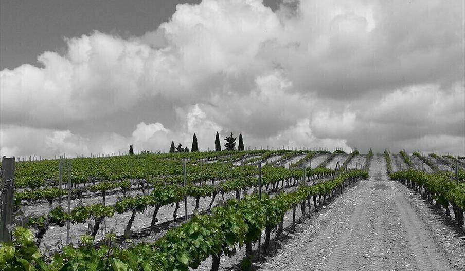 Bodegas y Viñedos La Capuchina