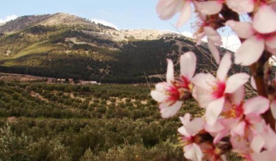 Almazara Casería de la Virgen