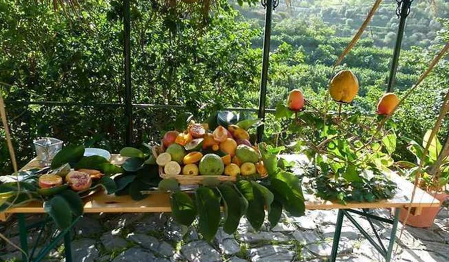 Visita a huerto tropical y degustación