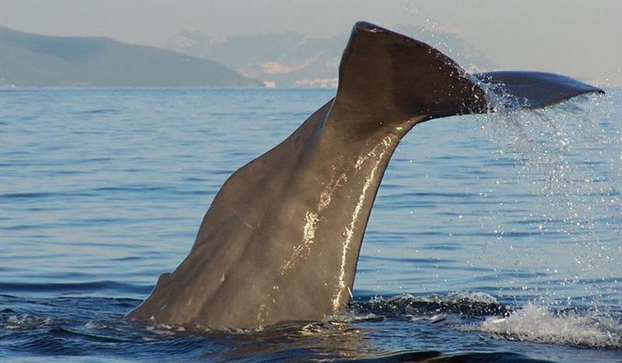 Cachalote en inmersión