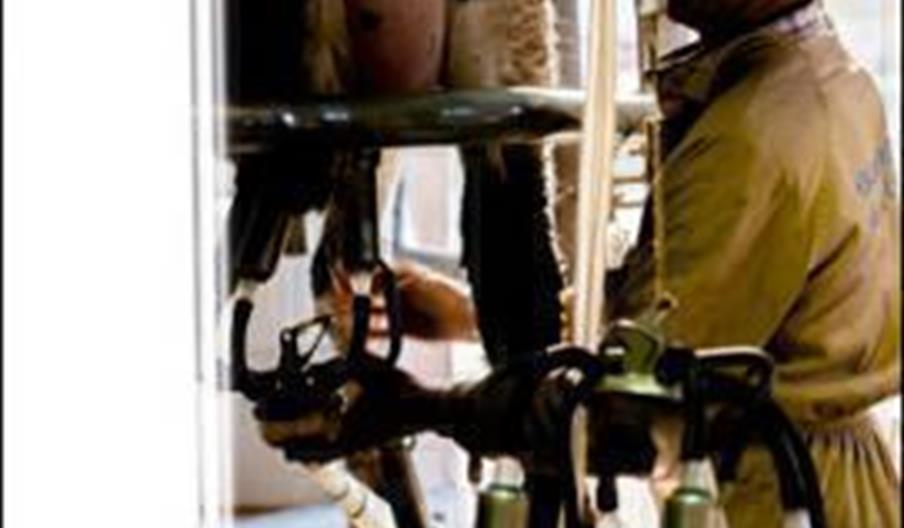 Feria Agroganadera y Agroalimentaria de Los Pedroches