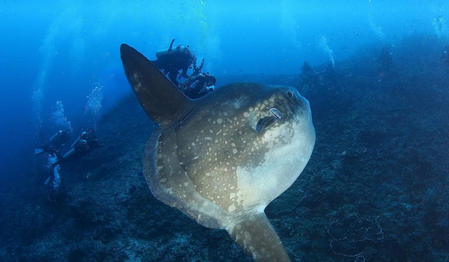 Almasub Buceo Carboneras